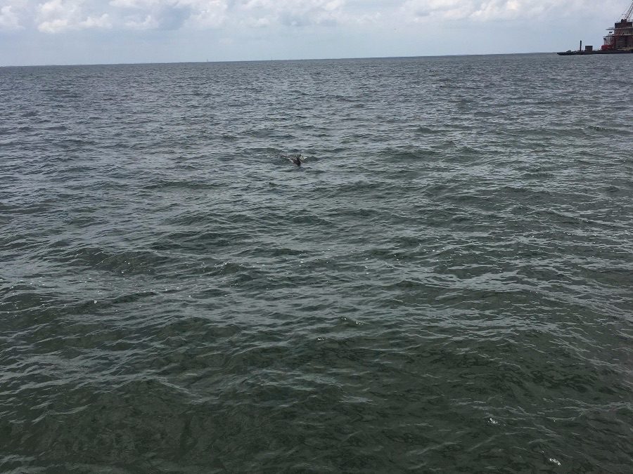 These dolphins and I say hello