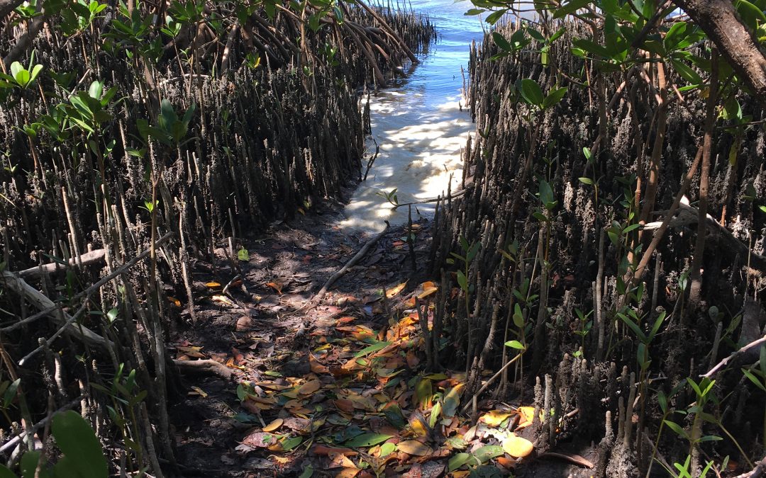 Honeymoon Island State Park