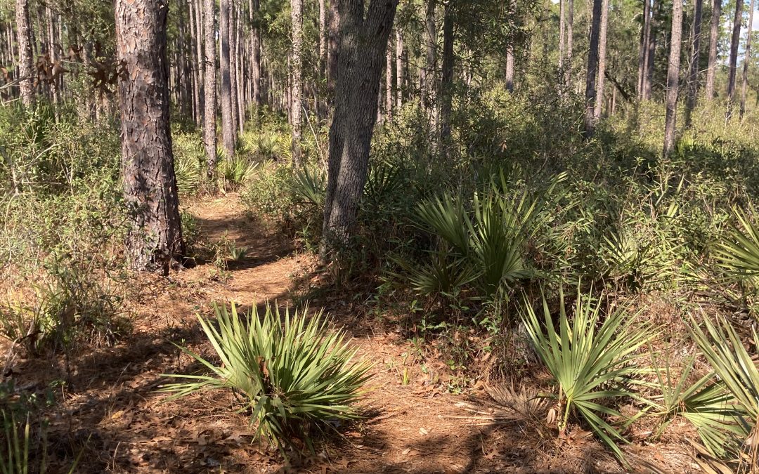 Yearling Trail