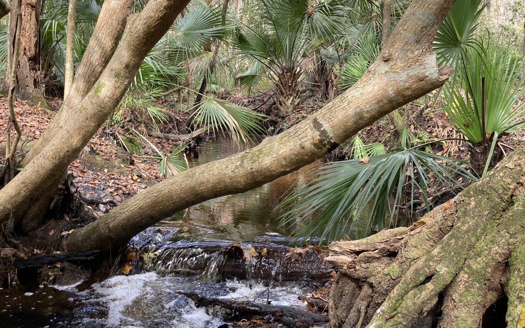 Alafia River State Park