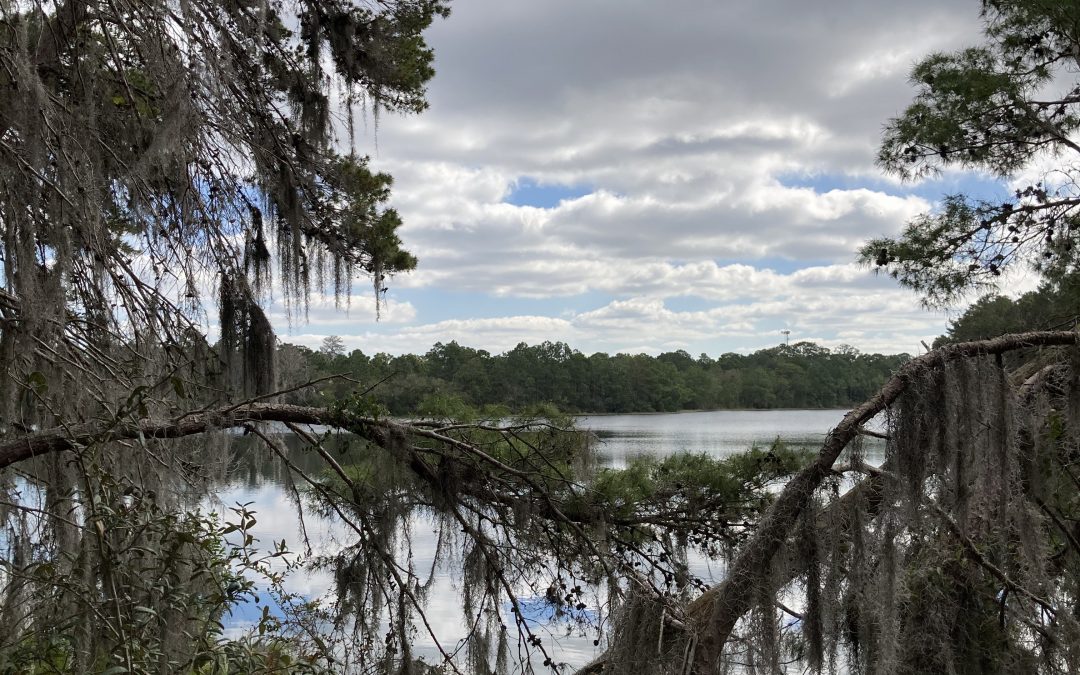 Golden Aster Nature Preserve