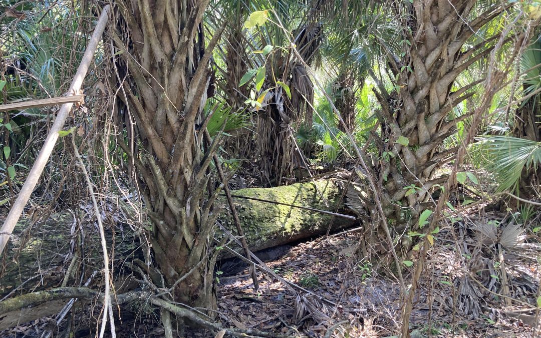 Cypress Creek Nature Preserve