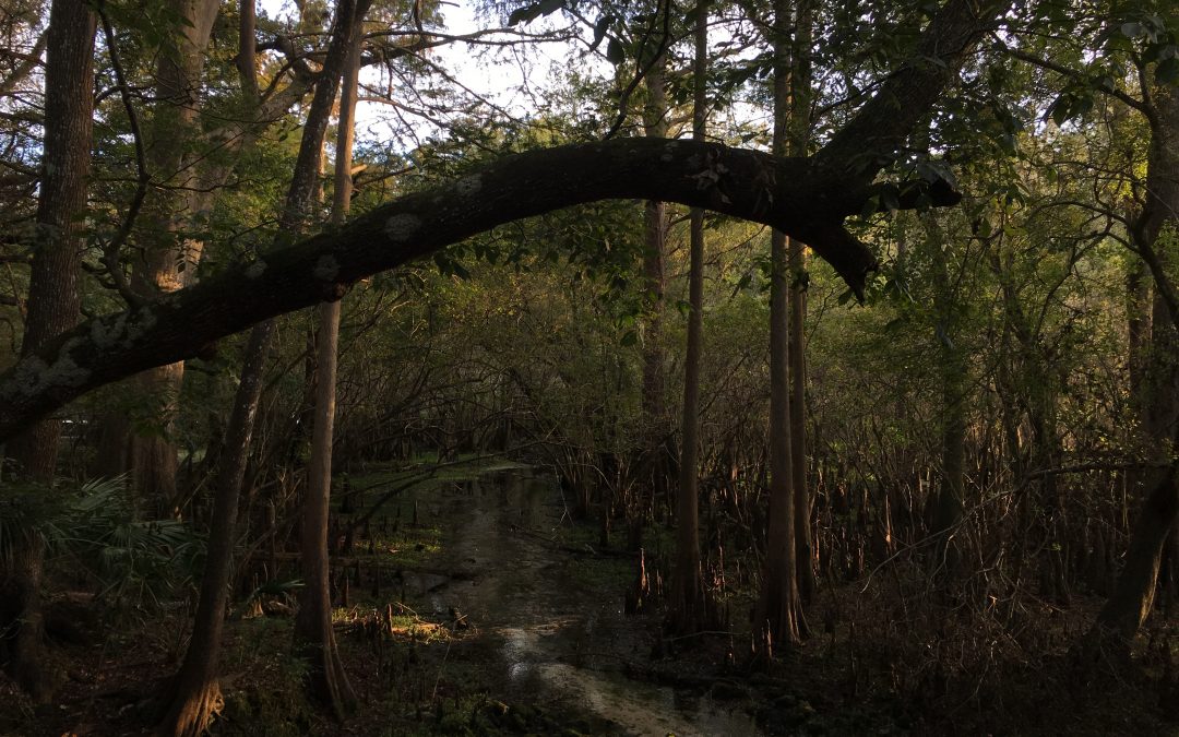 Visiting some Florida springs