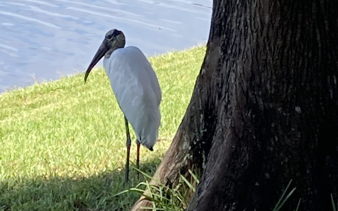 Apartment perimeter walk