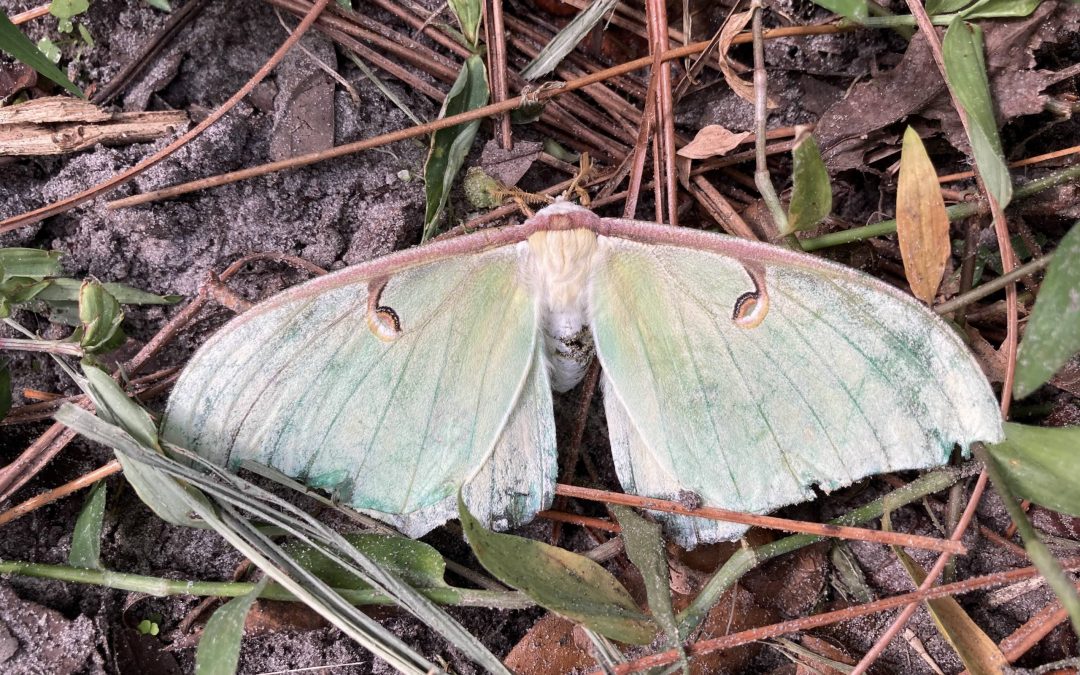 Little Manatee River State Park